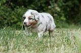 BERGER AUSTRALIEN PUPPIES 318